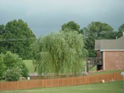 Willow tree.JPG
